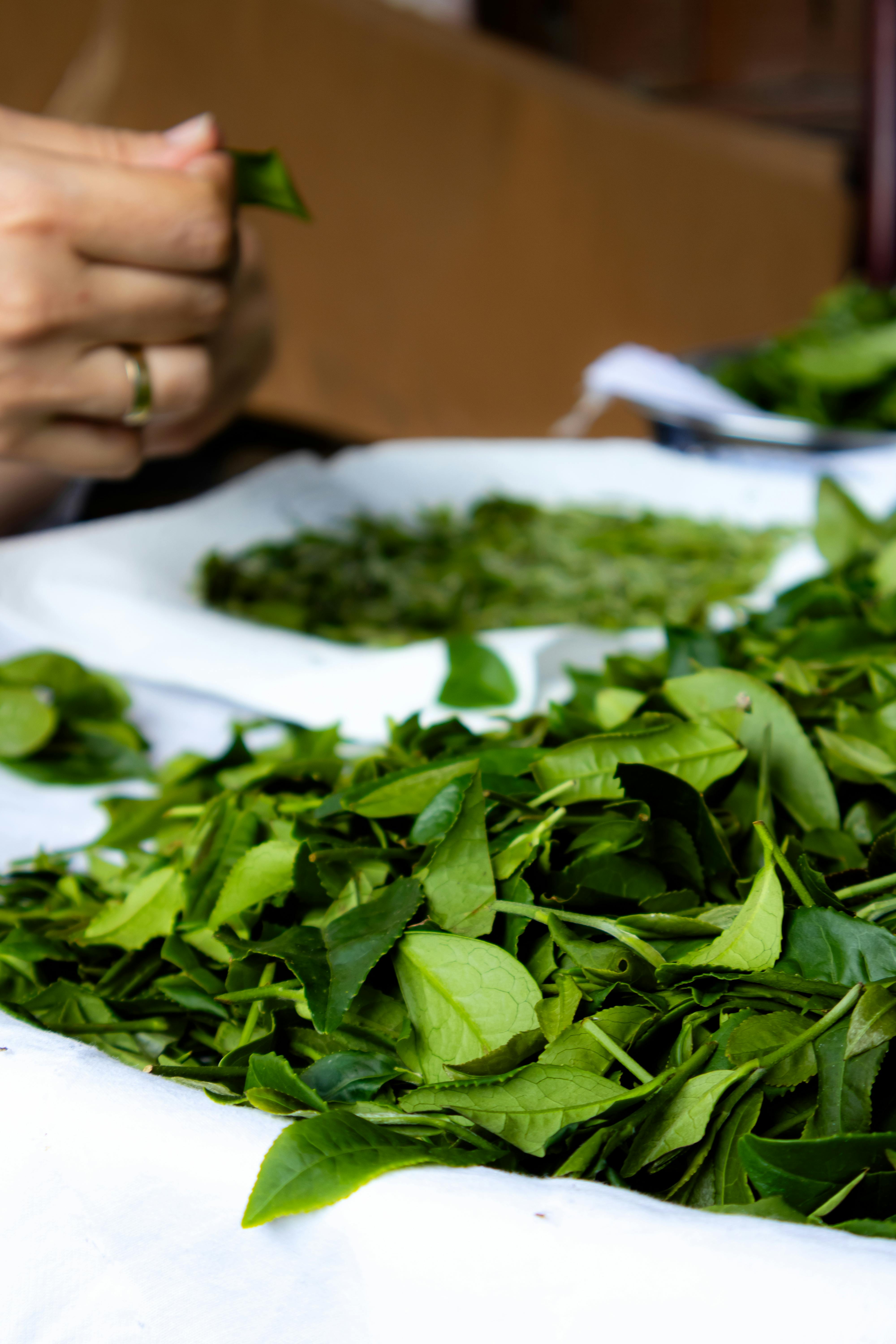 Green Tea Extract